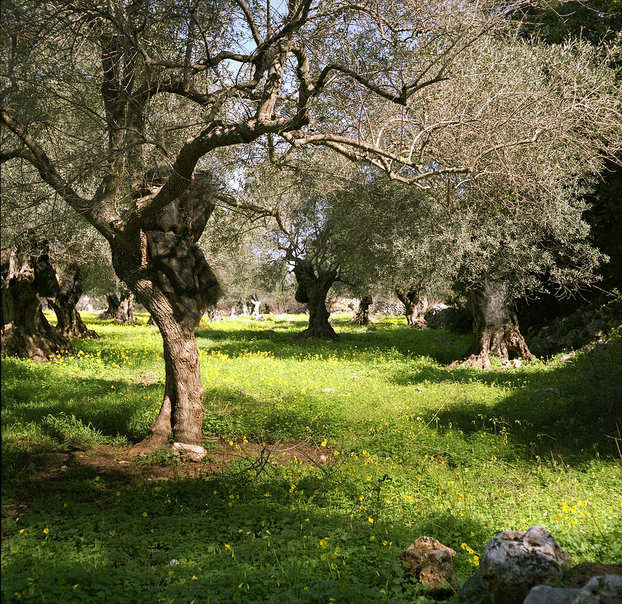 Tree Photograph - Olive grove in Spring by Paul Cowan