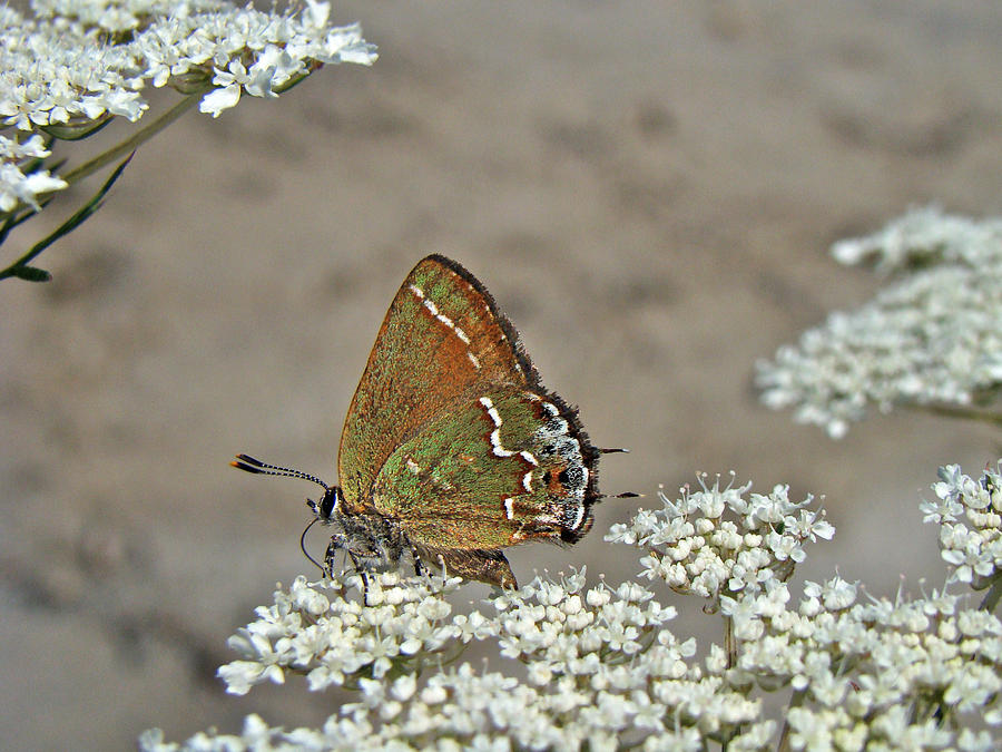Olive Hairstreak Butterfly - Mitoura grynea - Juniper Hairstreak Photograph by Carol Senske