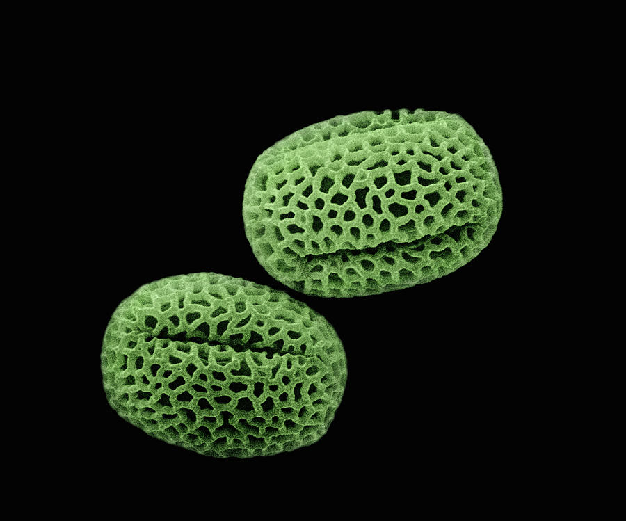 Mp Photograph - Olive Olea Europaea Sem Close-up View by Albert Lleal