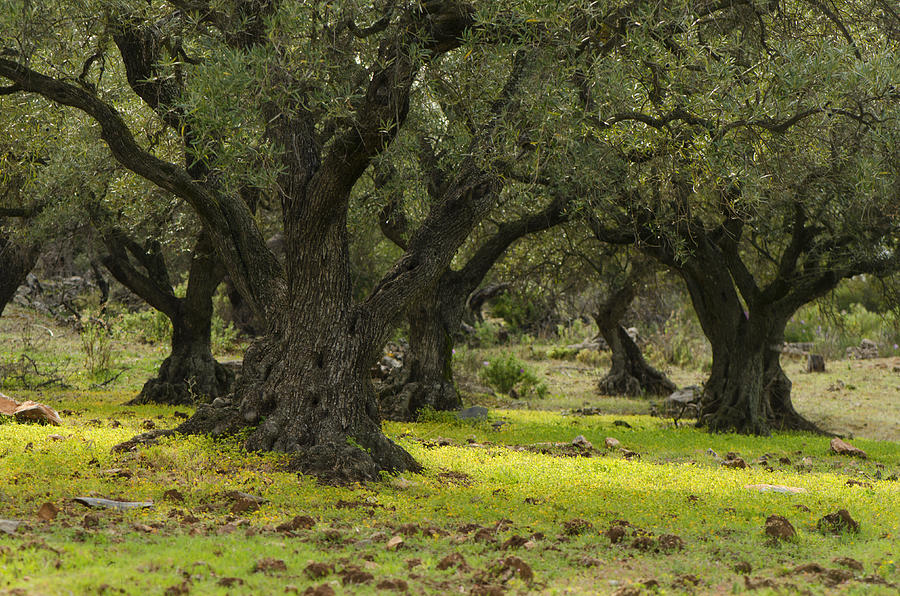 Olive Orchard Photograph by Perry Van Munster