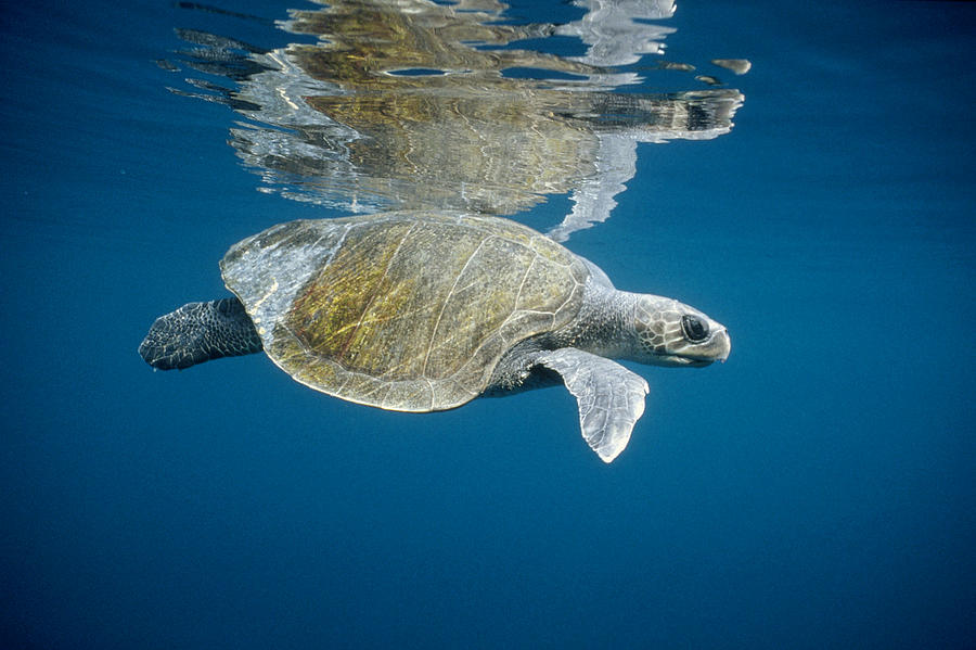 Turtle Photograph - Olive Ridley Sea Turtle Lepidochelys by Tui De Roy