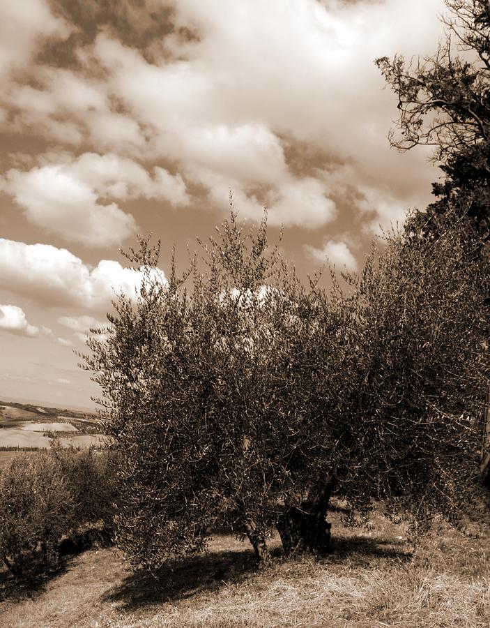 Olive Tree Photograph by Pat Purdy