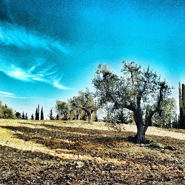 Tree Photograph - Olive Trees, Bolgheri #tuscanygram by Tuscany Gram