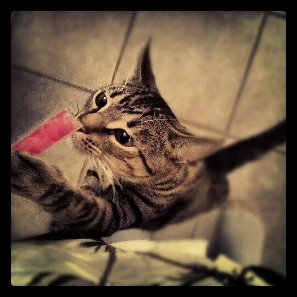 Cat Photograph - Oliver Likes Da Pops. #cat #kitty by Captain Bell