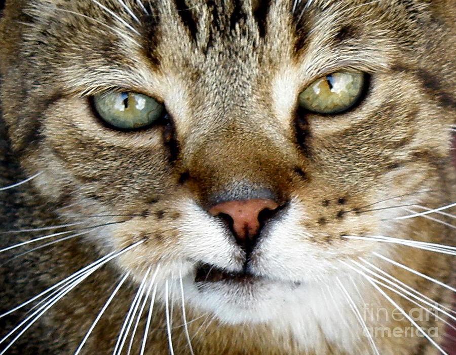 Cat Photograph - Oliver the Cat by Lainie Wrightson