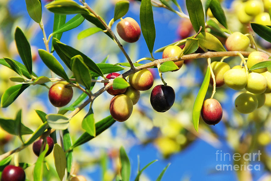 Greek Photograph - Olives on branch at Portugal. by Inacio Pires