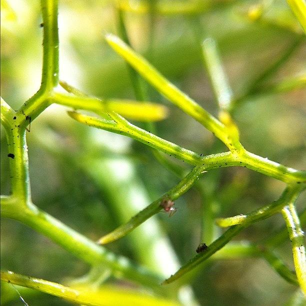 Macro Photograph - @olloclip #macro Lens. Small Weed With by Adrianna Ludi