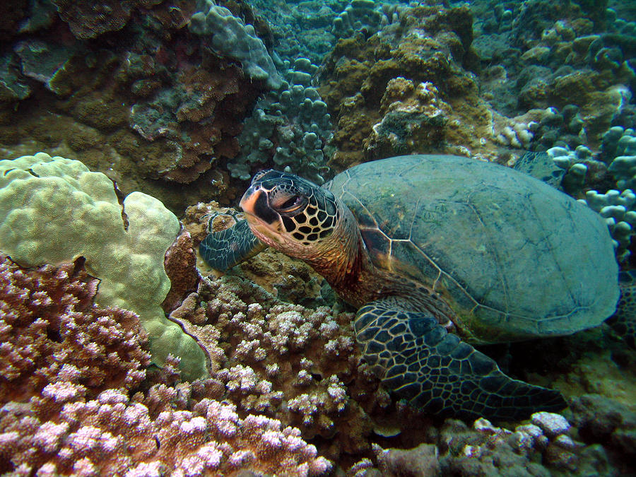 olukai sea turtle