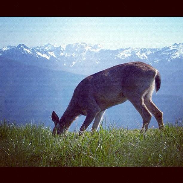 Deer Photograph - #olyimpic #national #park #deer by Paul Dewald