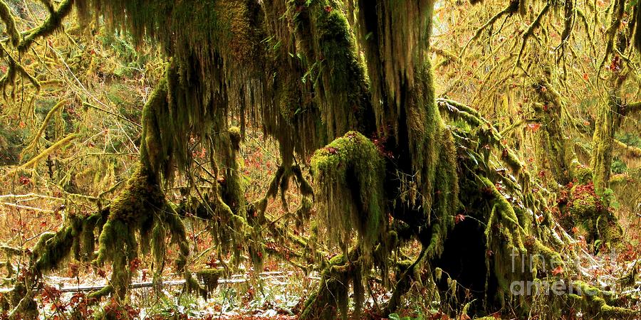 Olympic Moss Photograph by Adam Jewell