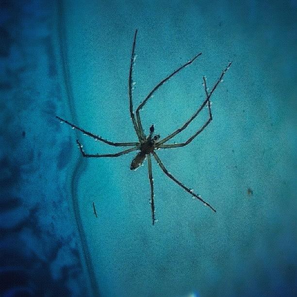 Spider Photograph - Omg Look Whos Taking A Swim! #spider by Lisa Thomas