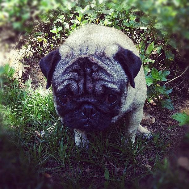 Pug Photograph - Omg! Pecu Is So Cute When He Was Poo by Zachary Voo