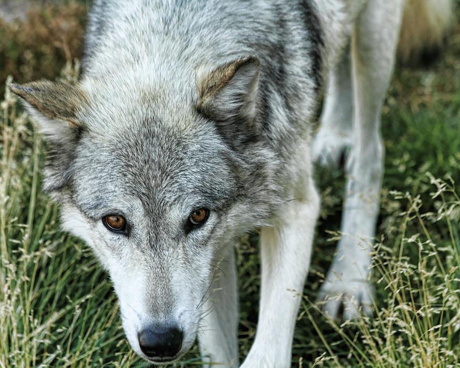 Wolf Photograph - Ominous Stare by Gene Praag Wolf Photograph - Ominous Stare by Gene Praag