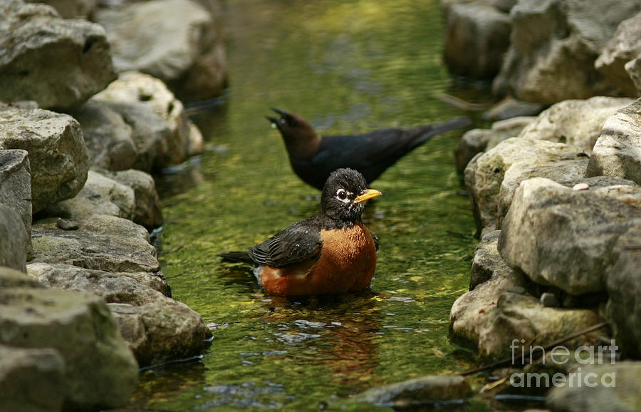 Bird Photograph - On a Hot Summer Day- Birds of a Feather Bath Together by Inspired Nature Photography Fine Art Photography
