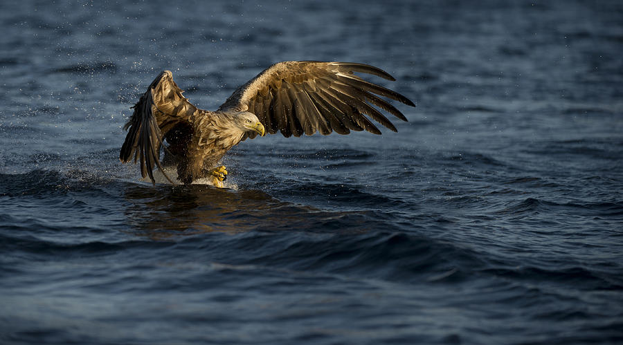 Eagle Photograph - On Final Approach by Andy Astbury