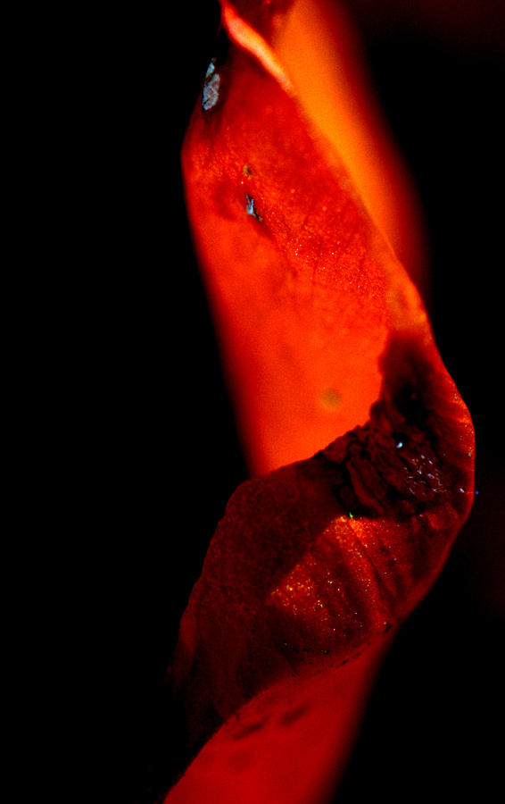 Red Photograph - On  fire by Konstantine Bak