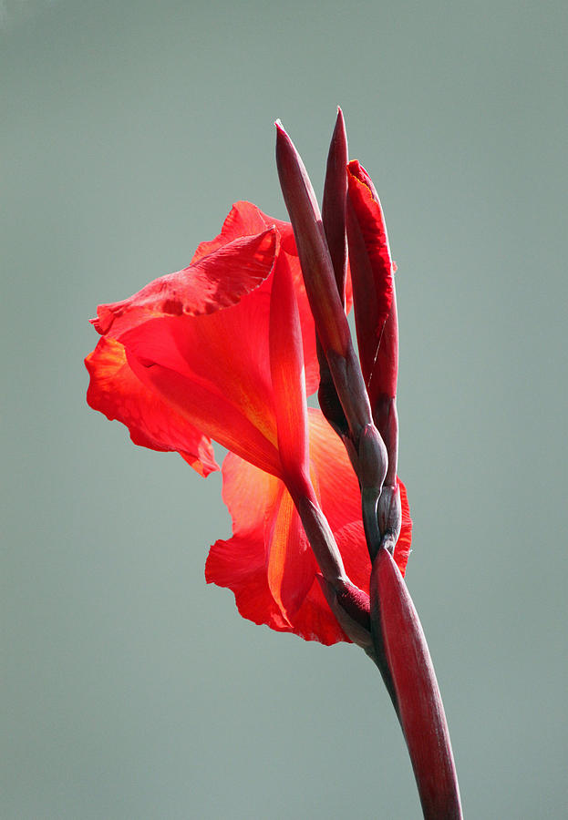 Lily Photograph - On Fire by Suzanne Gaff