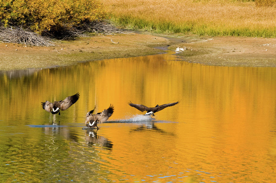 On Golden Pond Photograph by Steve Stuller