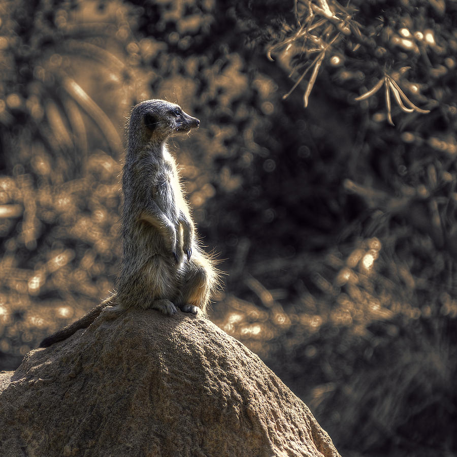 Meerkat Photograph - On Guard by Wayne Sherriff