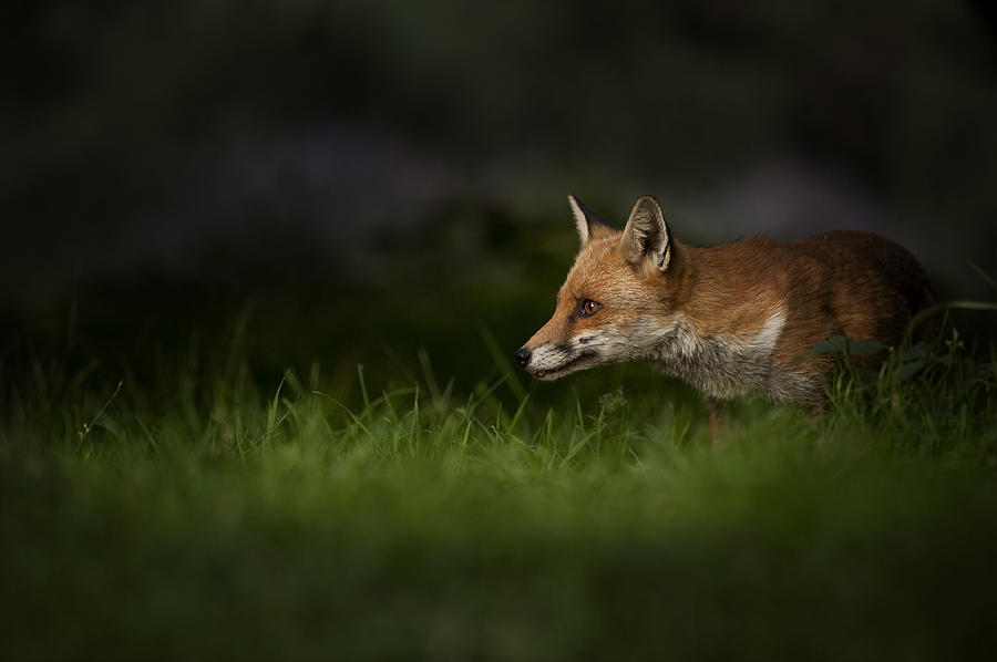 Nature Photograph - On High Alert by Andy Astbury