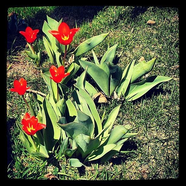 Spring Photograph - On Someones Lawn. Early Spring Tulips by Jess Gowan