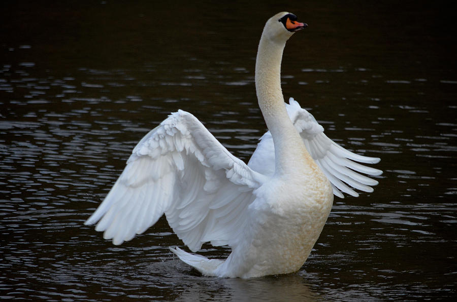 On Swan Wings Photograph By Brian Stevens - Fine Art America