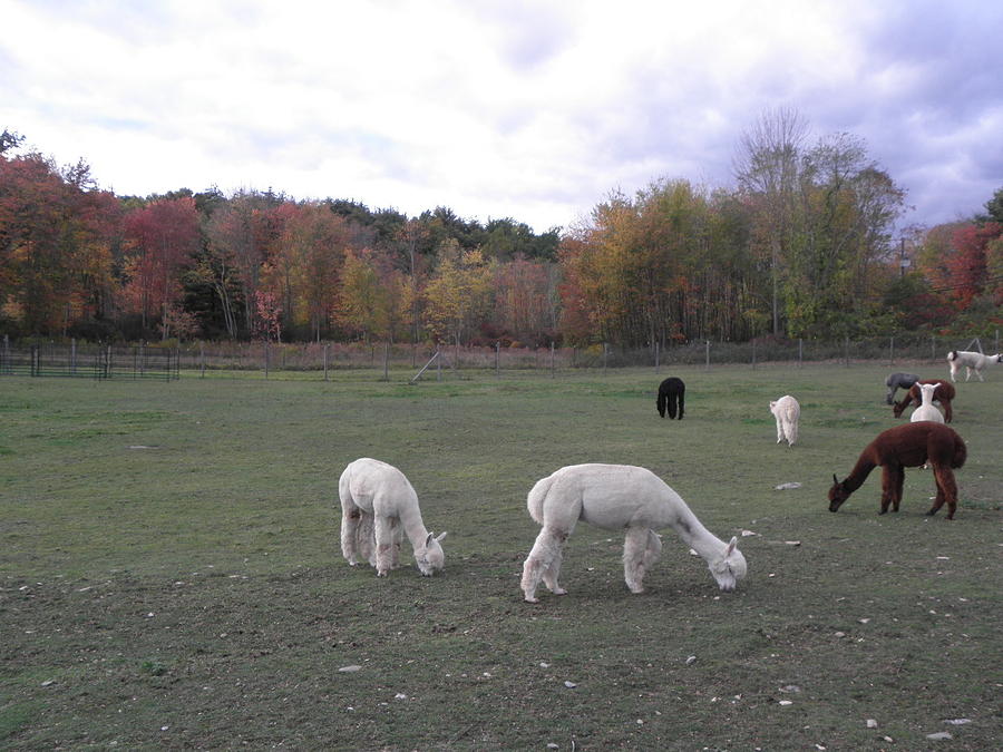 On The Alpaca Farm Photograph by Kim Galluzzo Wozniak