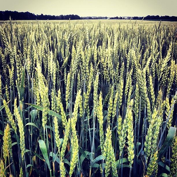 On The Farm. Lots Of Wheat. And More Photograph by Steven Beatty