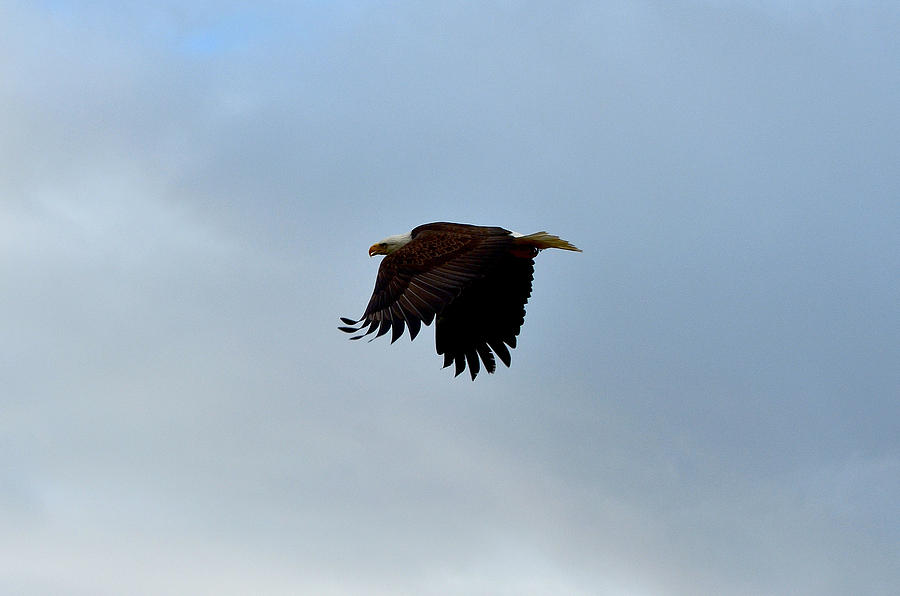Eagle Photograph - On the Hunt - Bald Eagle in Flight by Light Shaft Images
