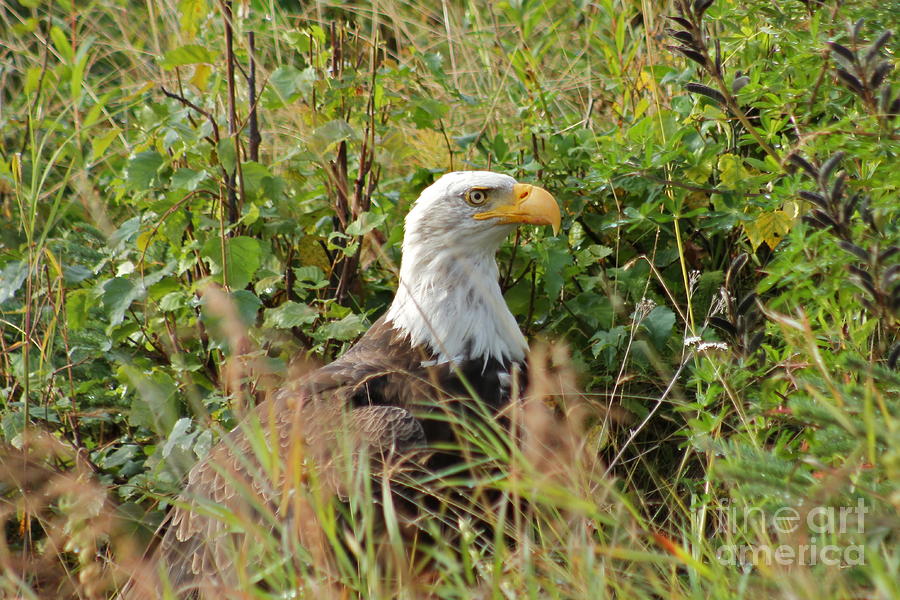 Eagle Photograph - On The Hunt by Rick  Monyahan