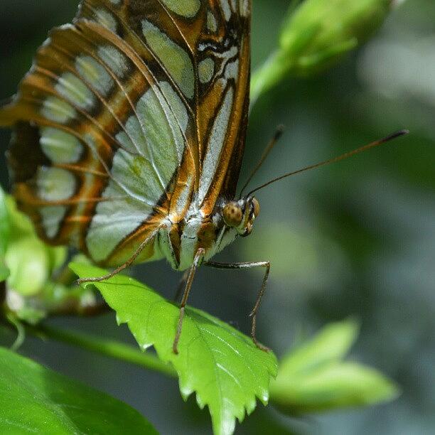 Butterfly Photograph - On The Lookout by Austin Engel