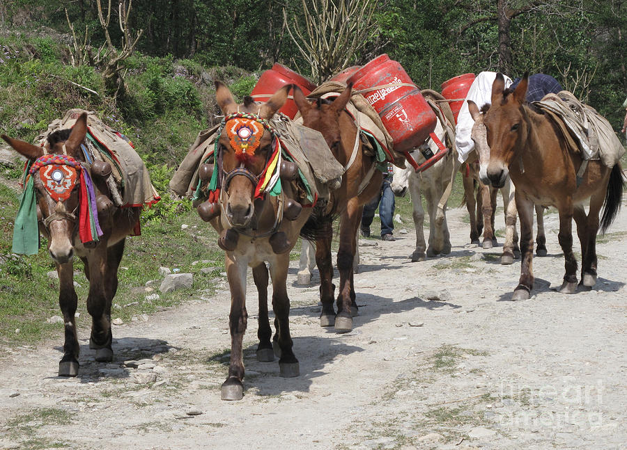 On the Move  In  Nepal Photograph by Louise Peardon