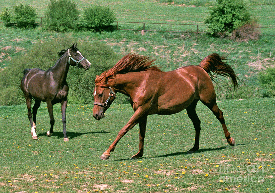 On The Pasture Photograph