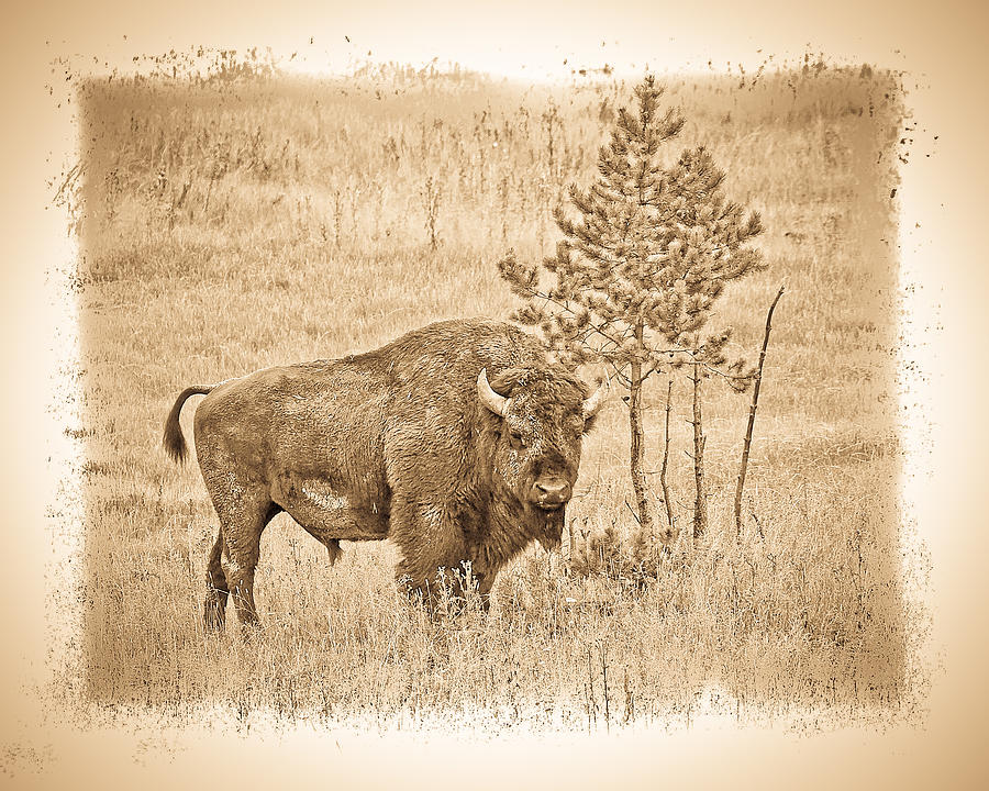 On The Prairie Photograph by Steve McKinzie