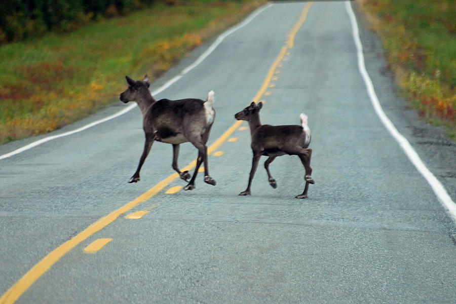Wildlife Photograph - On The Road Again by Alan Lenk