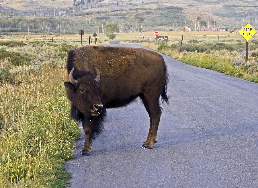 Grand Teton National Park Photograph - On the Road by Sally Weigand