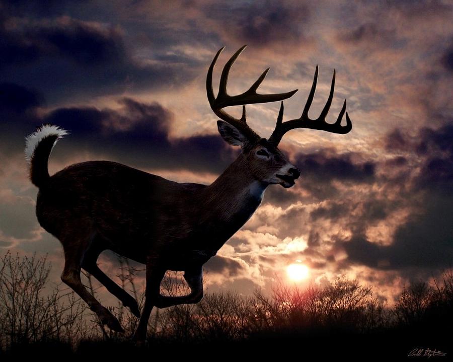 Deer Digital Art - On The Run by Bill Stephens