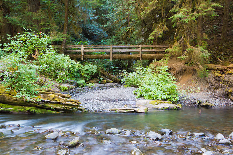 Olympic National Park Photograph - On The Trail To Marymere by Heidi Smith