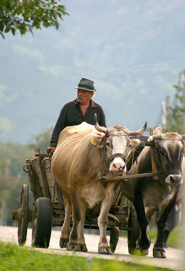 Cow Photograph - On the way home by Emanuel Tanjala
