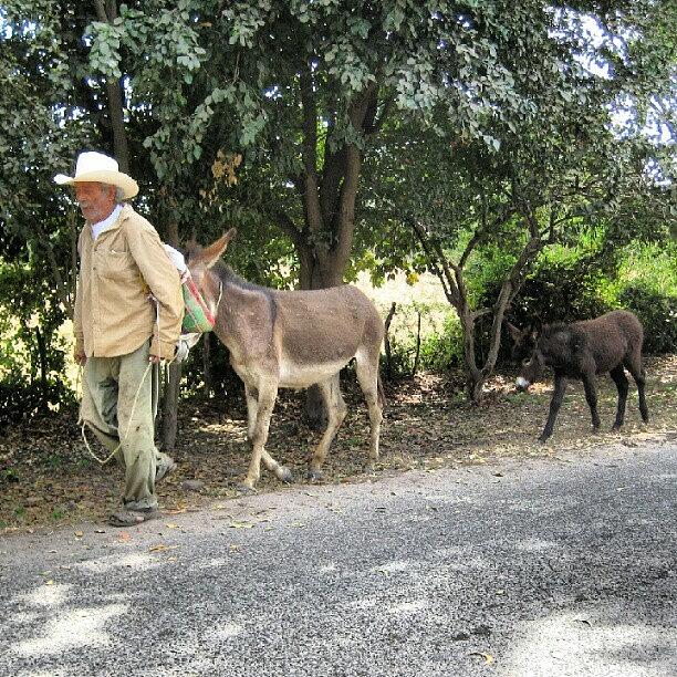 Donkey Photograph - On The Way Into Town To Get Supplies by Reid Nelson