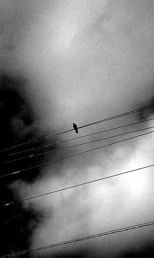 Crow Photograph - On The Wire by Kevin D Davis