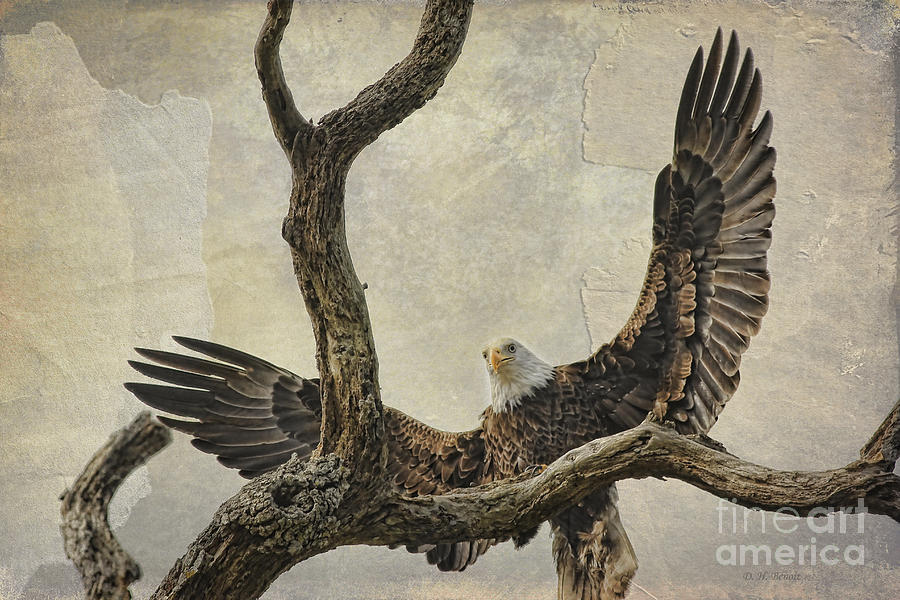 Eagle Photograph - On Wings High by Deborah Benoit