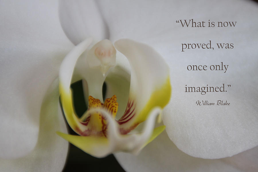 Orchid Photograph - Once Imagined by Dana Kern