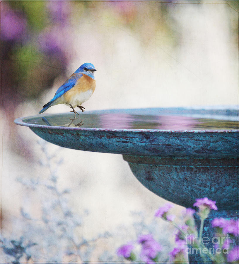 Once Upon a Blue Fountain Photograph by Susan Gary