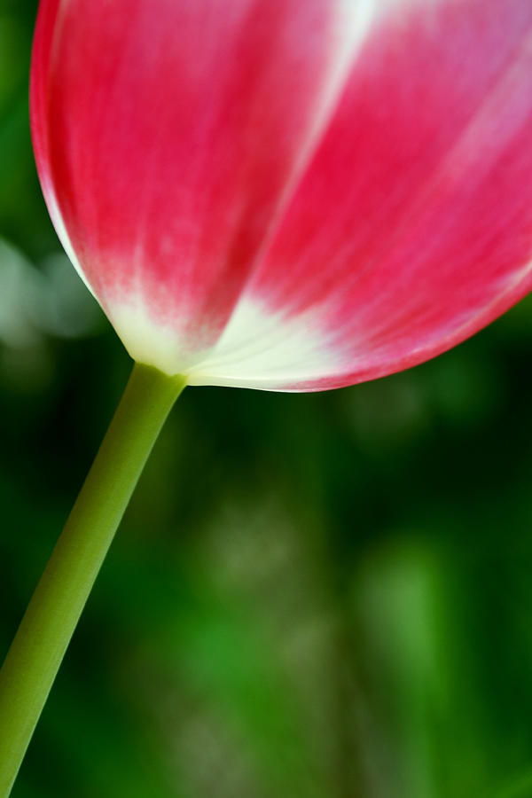 Once Upon A Tulip Photograph by Melanie Moraga