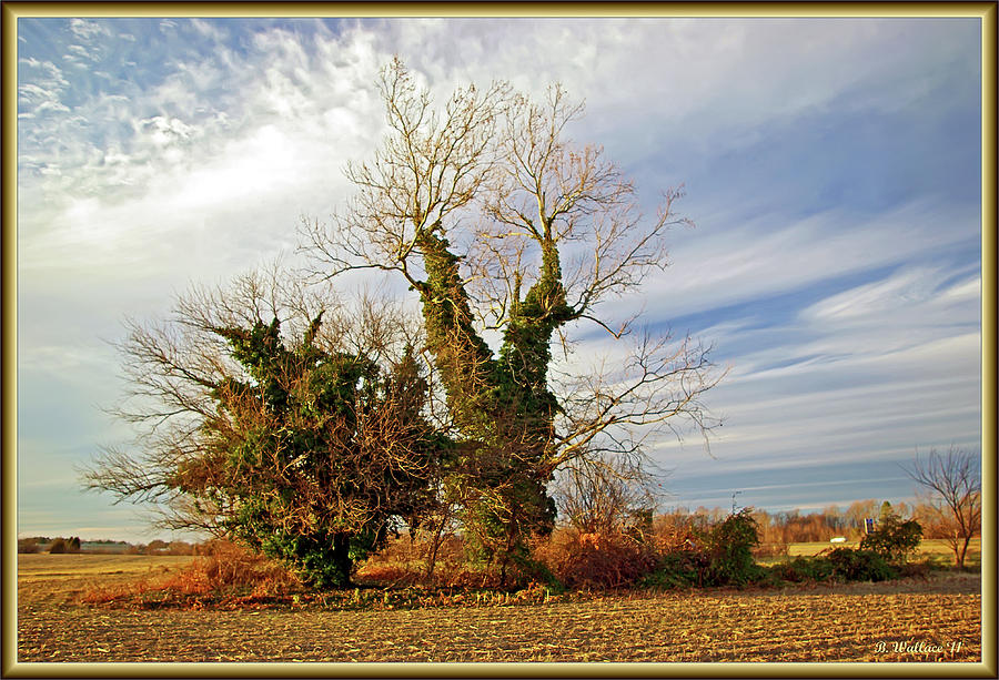 Tree Photograph - Once Was Home by Brian Wallace