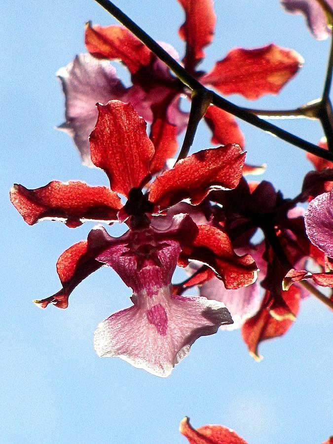 Oncidium Orchid Photograph by Alfred Ng