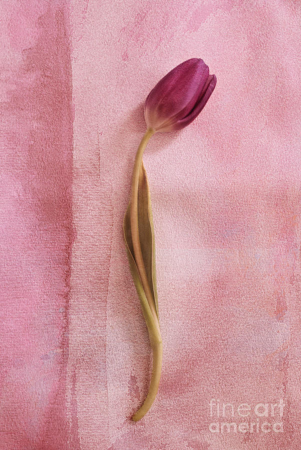 Tulip Photograph - ONE - s02cr2t02b by Variance Collections