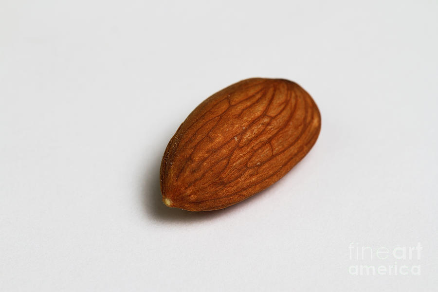 One Almond Photograph by Photo Researchers, Inc.
