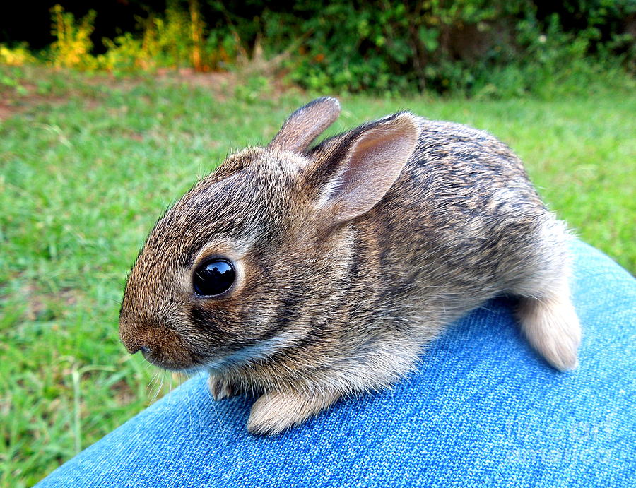 One Baby Bunny Photograph by Renee Trenholm